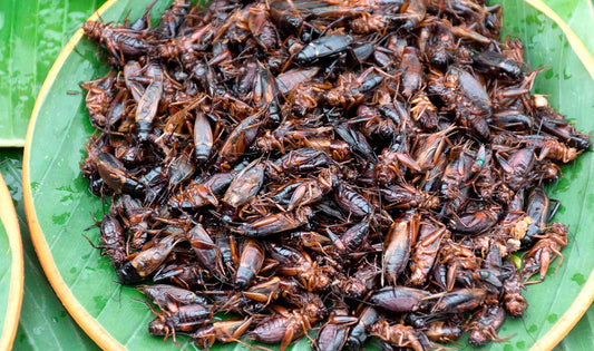 Insectos: alimento del futuro